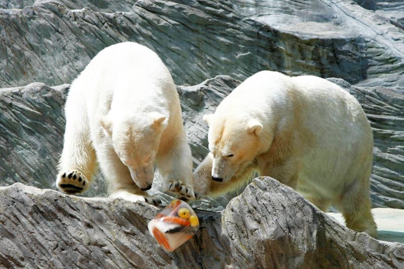 Hrátky ledním medvědů se zmrzlinou, foto (c) Martin Smrček, Zoo Praha